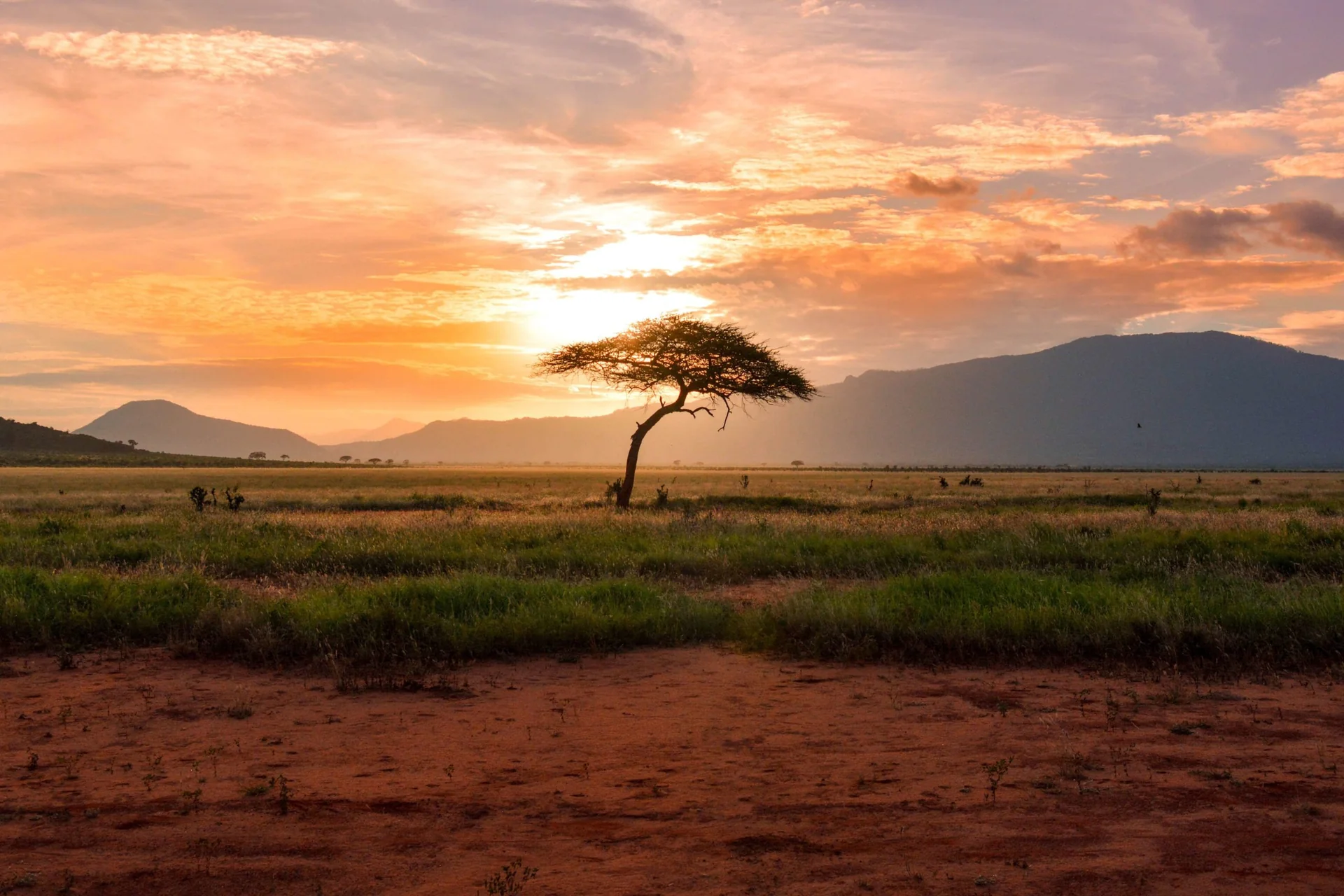Vorläufiges Landschaftsfoto: einzelner Baum in einer Savanne bei Sonnenuntergang